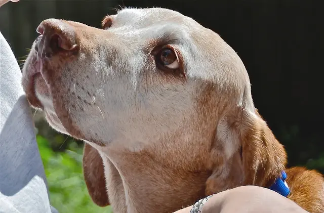Rescue & Shelter VIZSLA RESCUE HAVEN Concord