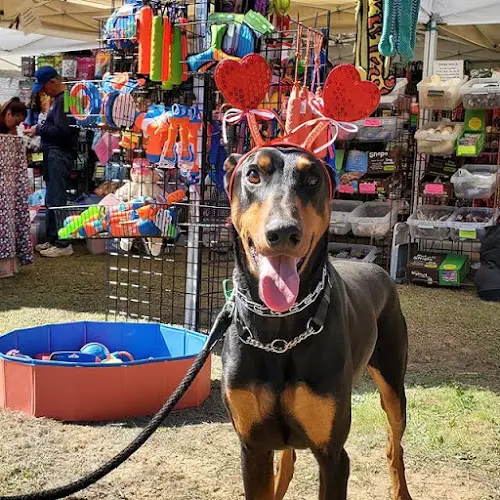 Dog trainer Marvel K9 | Dog Training Academy Corona