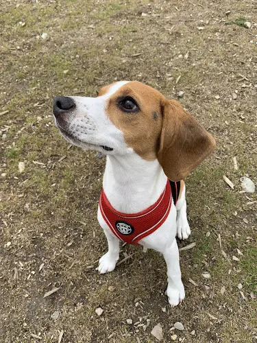 Dog walker Pet Salon Rialto