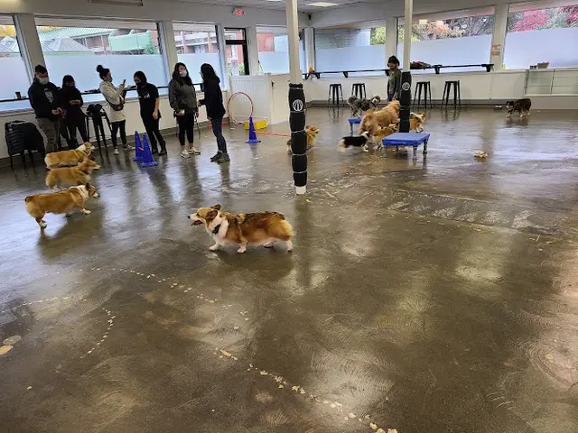 Dog day care center The Ruff House Portland