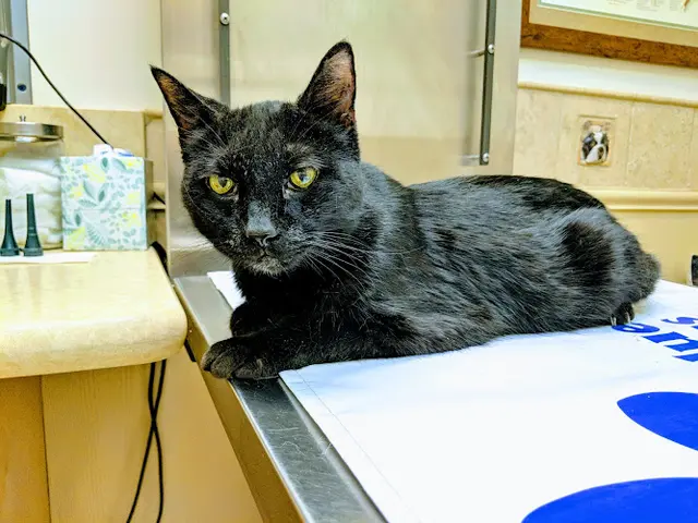 Pet vet BLUE CROSS PET HOSPITAL Sacramento