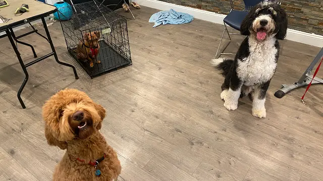 Dog day care center Benny & Suki's San Francisco
