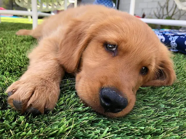 Dog breeder Blessed Goldens Victorville