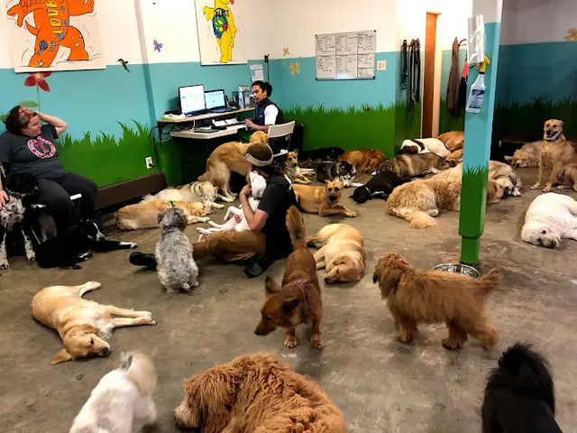 Dog day care center The Grateful Dog Santa Clara
