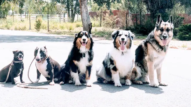 Dog day care center Heaven Sent K-9 Dog Training Irvine