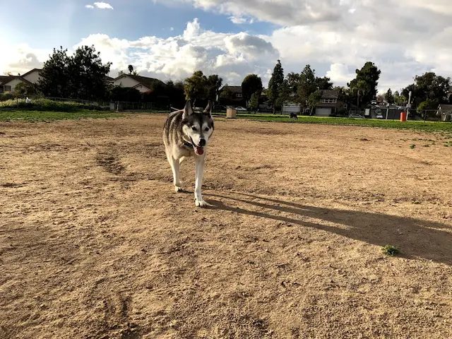 Dog Park Maddox Park Dog Park San Diego
