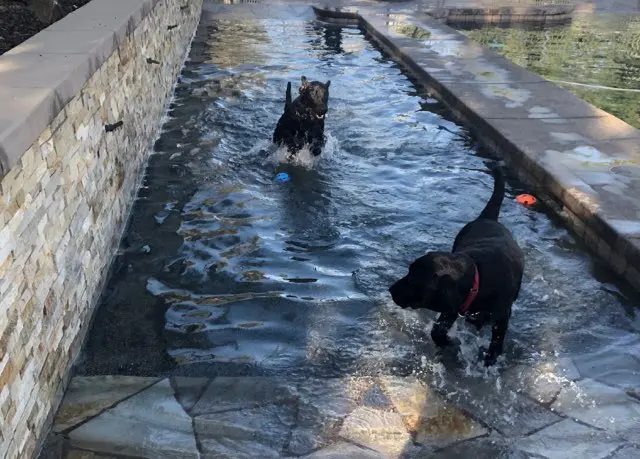 Dog day care center Briarcliff Pet Resort Temecula