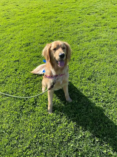 Dog breeder Country Pet Wash Sunnyvale