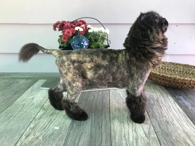 Dog Grooming Jared The Cat Groomer Gresham