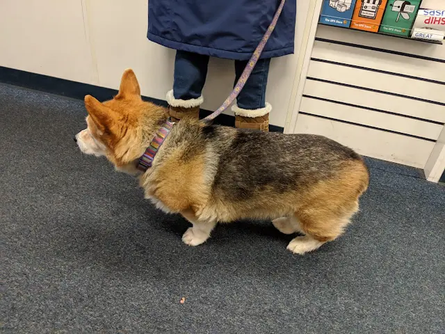 Dog breeder Petco Vallejo