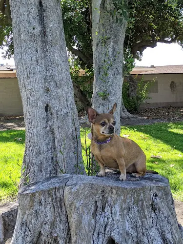 Dog walker Faylane Park Garden Grove