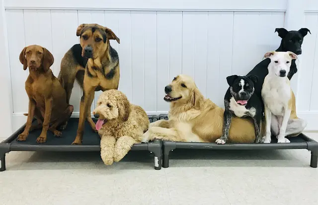 Dog day care center Wags & Ruffs Carlsbad