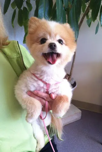 Pet vet Kenmore Veterinary Hospital Kirkland