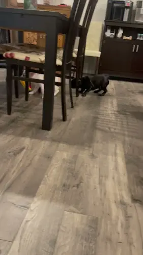 Rescue & Shelter Andy's French Bulldogs Kirkland