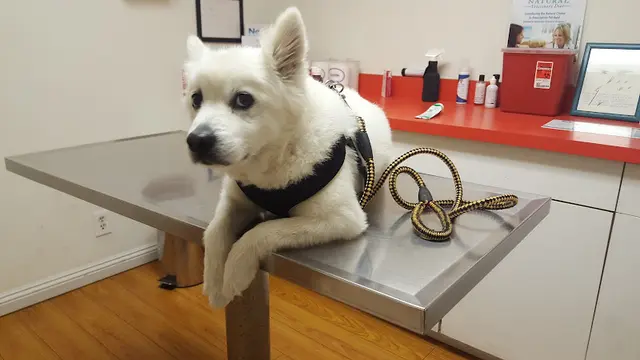 Pet vet South Hills Animal Hospital West Covina