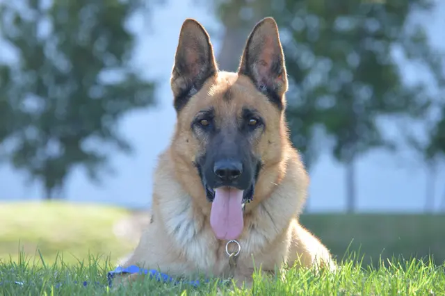 Rescue & Shelter Coastal German Shepherd Rescue OC Temecula