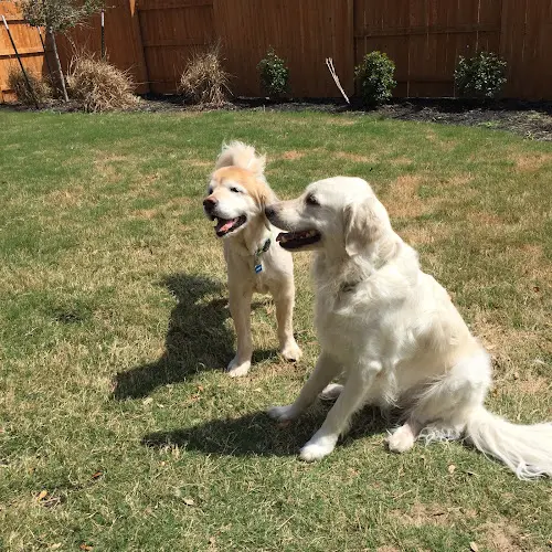 Dog day care center Muddy Paws Pet Sitting Eugene