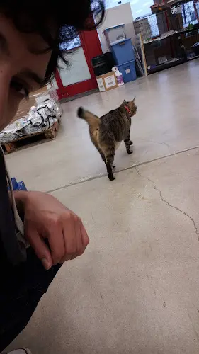 Rescue & Shelter Cat Country Costa Mesa