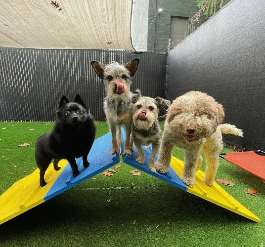 Dog day care center Mother Pupper - Kenton Portland