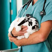 Pet vet Family Mason Animal Clinic Simi Valley