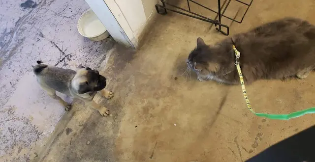 Pet boarding service Chevy Feed & Pet Supply Bakersfield