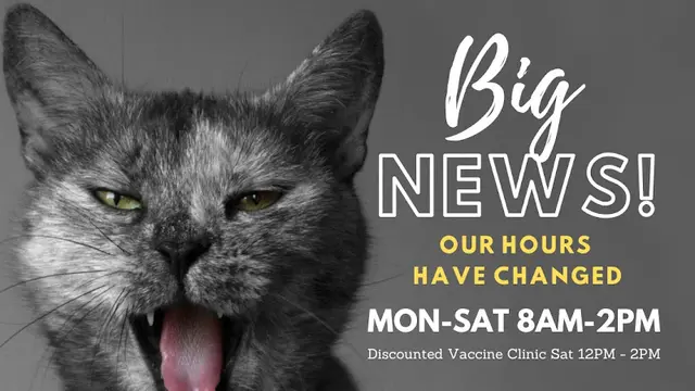 Pet vet Bastet Cat Hospital, inc. Glendale