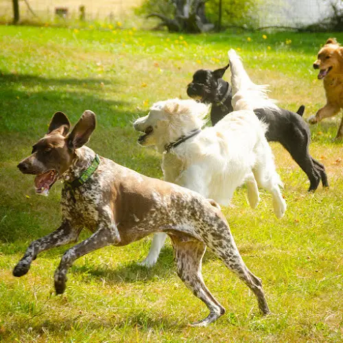 Dog day care center Double Dog Ranch Hillsboro