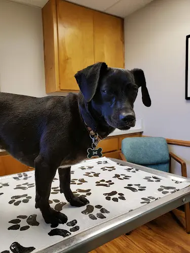 Dog day care center Animal Clinic of Santa Maria Santa Maria