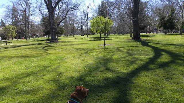 Dog Park Curtis Park Sacramento