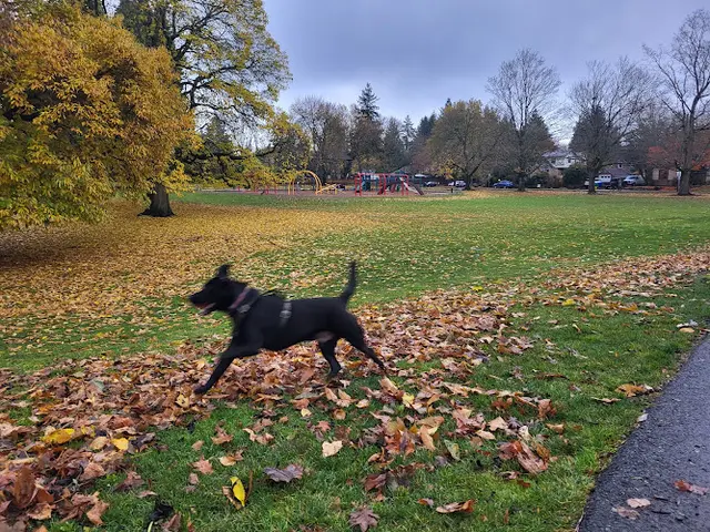 Dog Park Fernhill Park Dog Off-leash Area Gresham