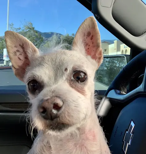Pet vet Highland Village Pet Hospital San Bernardino