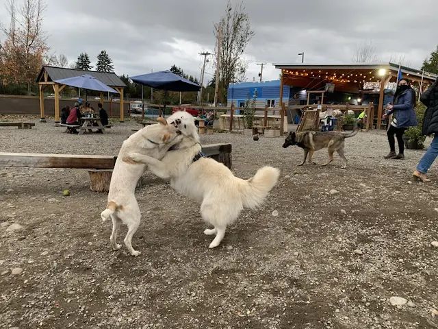 Dog Park Paws For A Beer Bellingham
