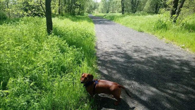 Dog Park Comanche Creek Greenway Chico