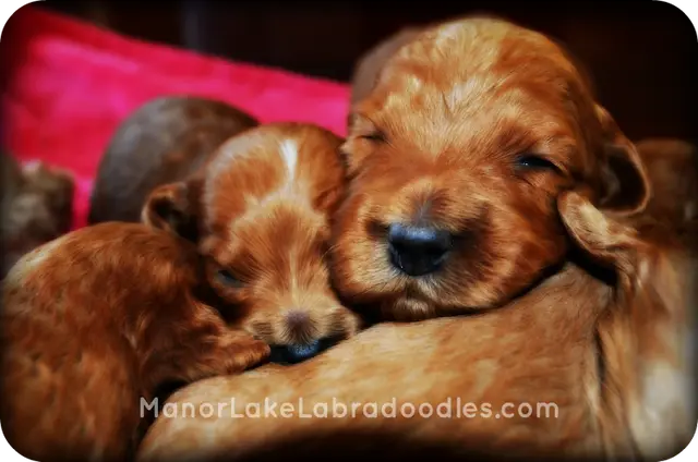 Dog breeder Manor Lake Australian Labradoodles Bellingham