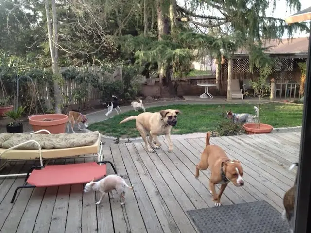 Dog day care center All Purrs and Paws Santa Rosa