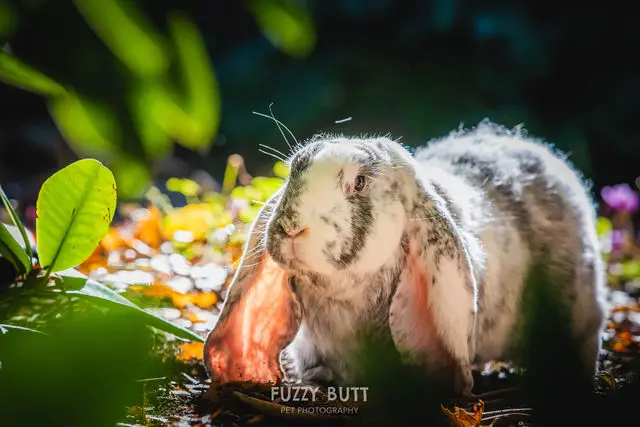 Pet boarding service Scales & Tails Exotic Pet Clinic Portland