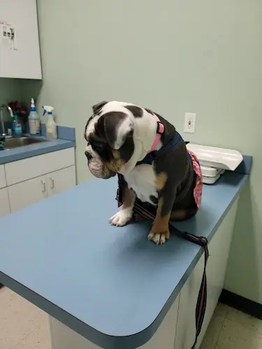 Pet vet Shadow Hills Pet Clinic Glendale