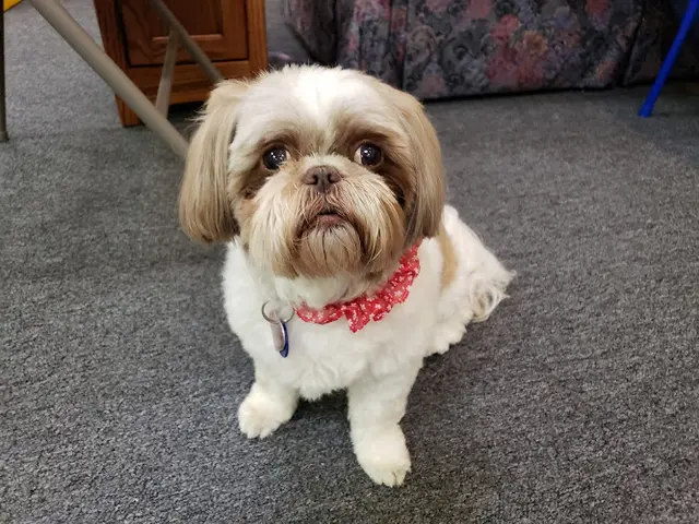 Dog Grooming Nana Doggie Grooming Bellingham