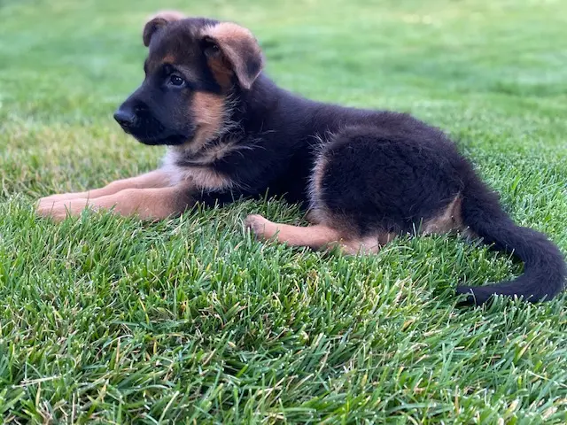 Dog breeder Green Days Farm Roseville