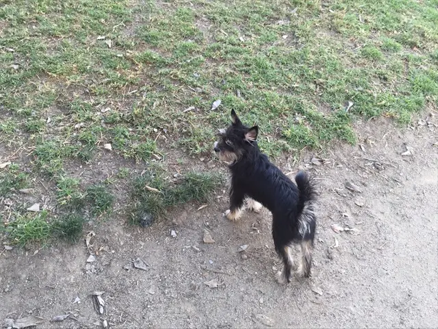 Dog walker Reed Street Dog Park Santa Clara
