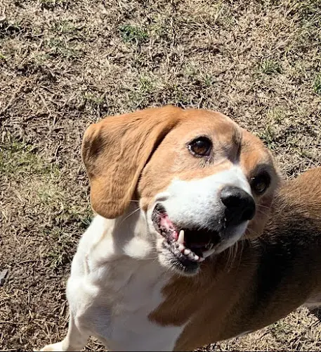 Dog walker Caldwell Pet Hospital Visalia