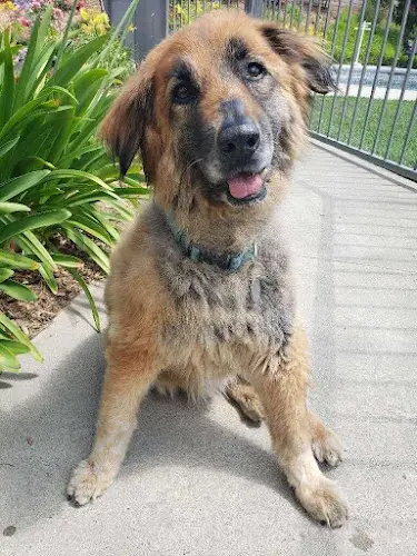 Dog day care center Fire Hydrant Pet Sitting Co., LLC & Dog Walking Pomona