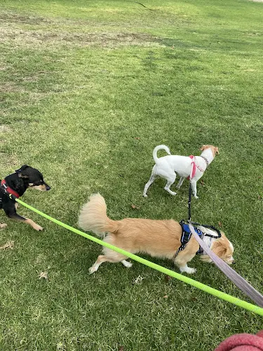 Dog day care center WHAT'S UP DOG PET SITTING SERVICES Huntington Beach