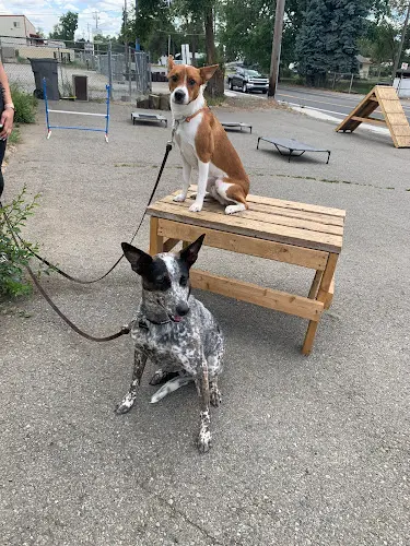 Dog trainer Alpha K9 WA Spokane