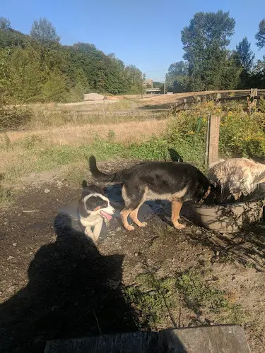 Dog Park Cedar River Trail Park Renton