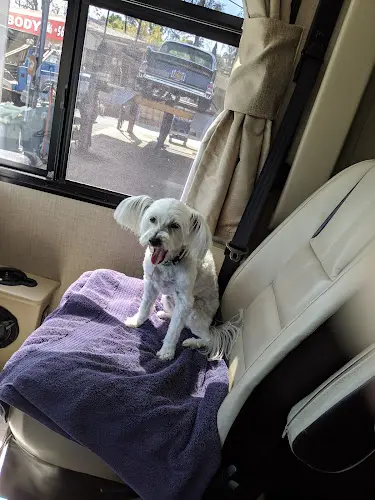 Dog Grooming Angelica's Pet Grooming El Cajon