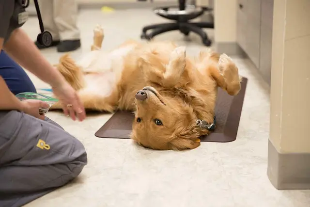 Pet vet Wilderness Animal Hospital Kent
