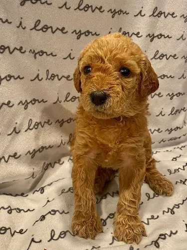 Dog breeder Junebug's Labradoodles Visalia