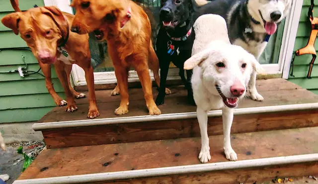 Dog day care center DailyDOGS Seattle
