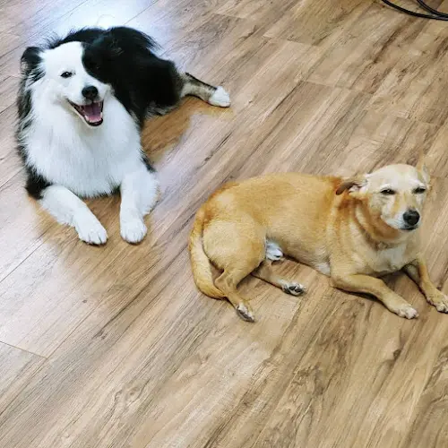 Pet boarding service Wash N Snip Spokane Valley